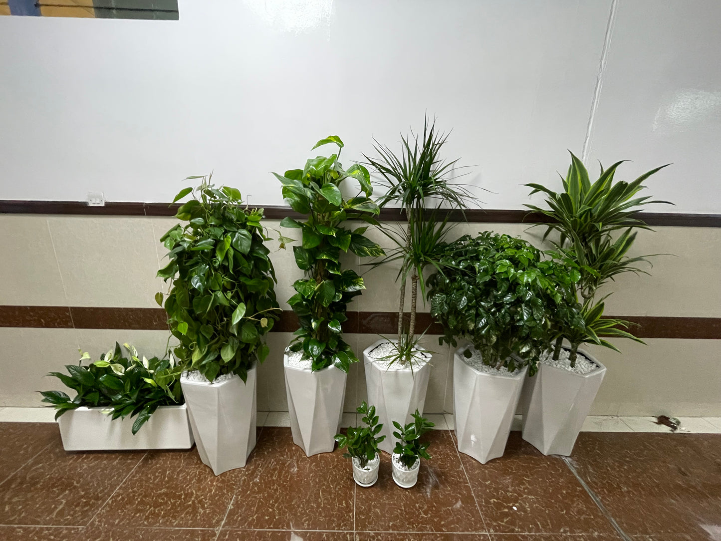 Office Plants Bundle - Holland