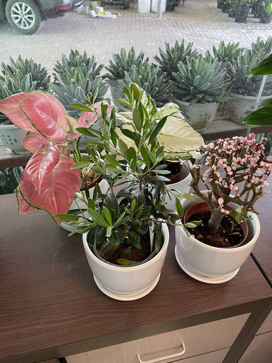 Set of 4 plants