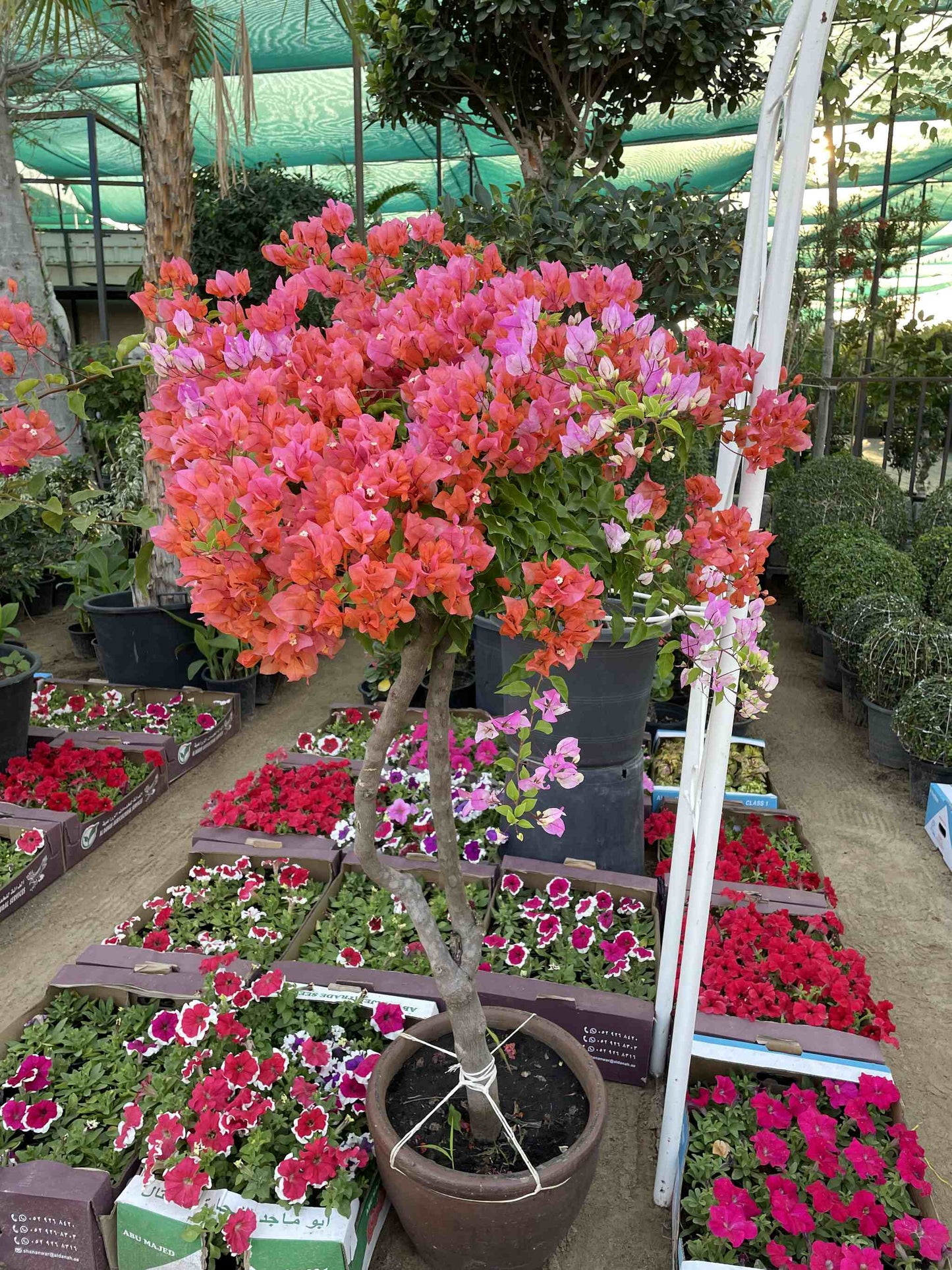 Bougainvillea - Thailand