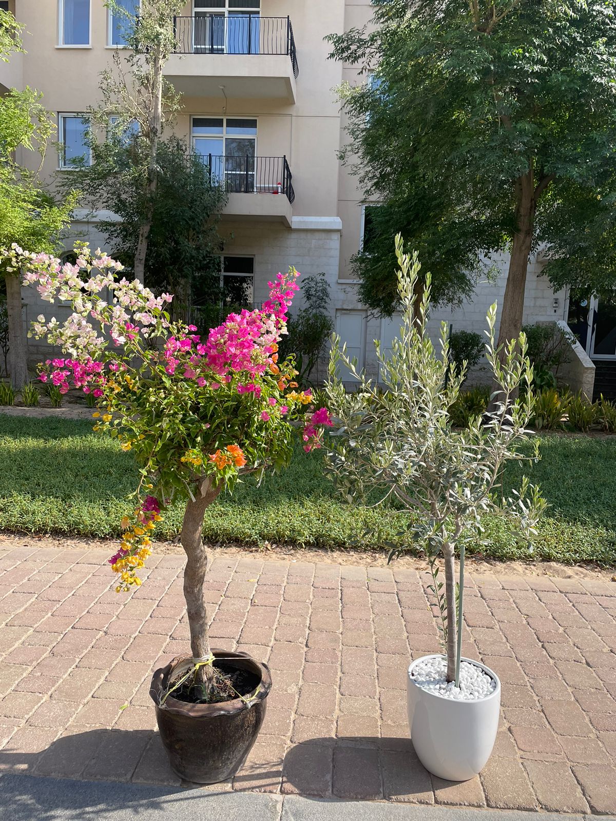 Bougainvillea & Olive Tree Bundle