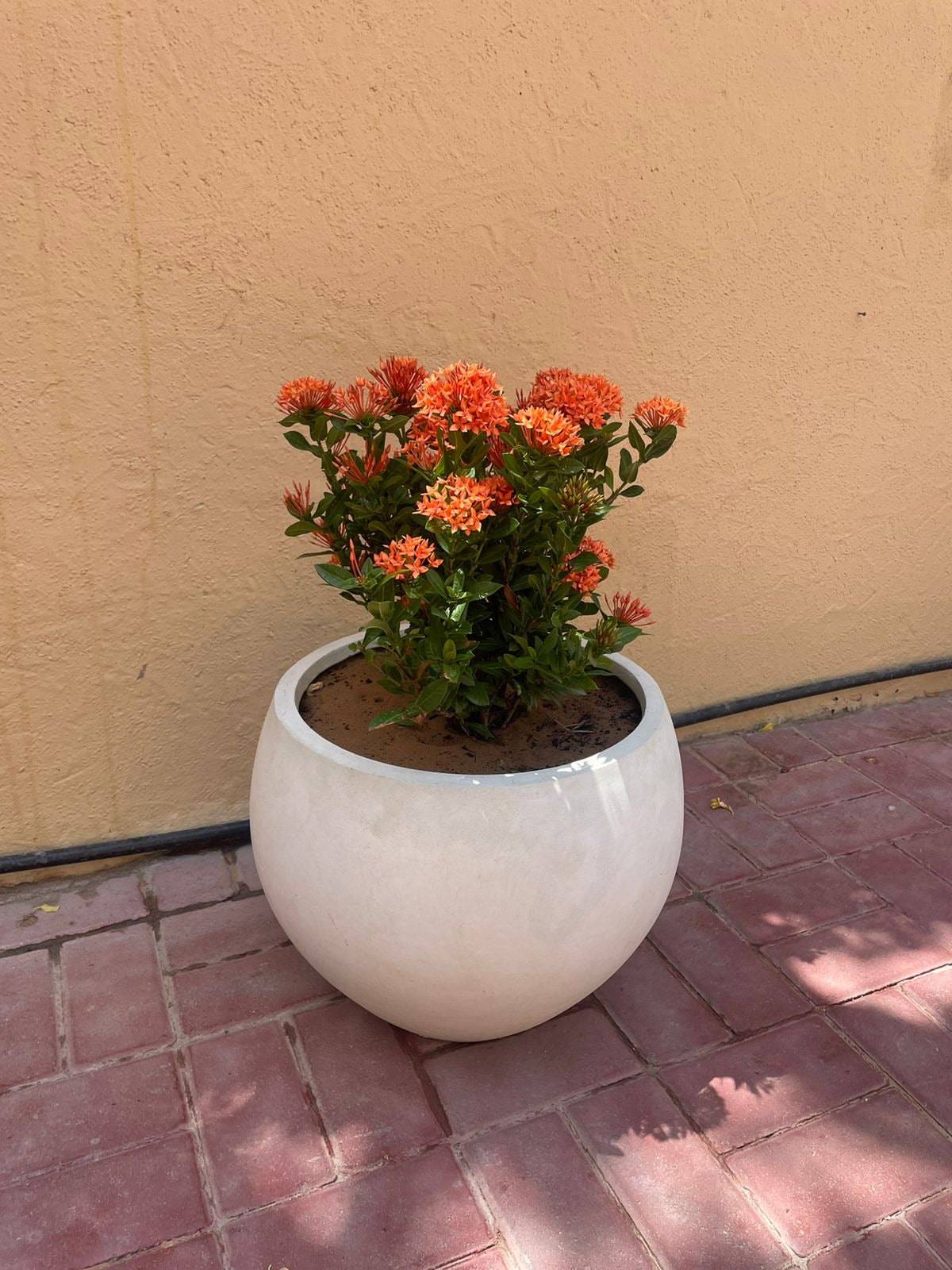 Ixora - Fiber Pot