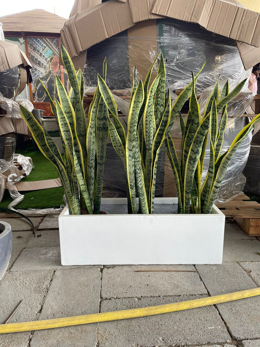 Snake Plant - Fiber Planter