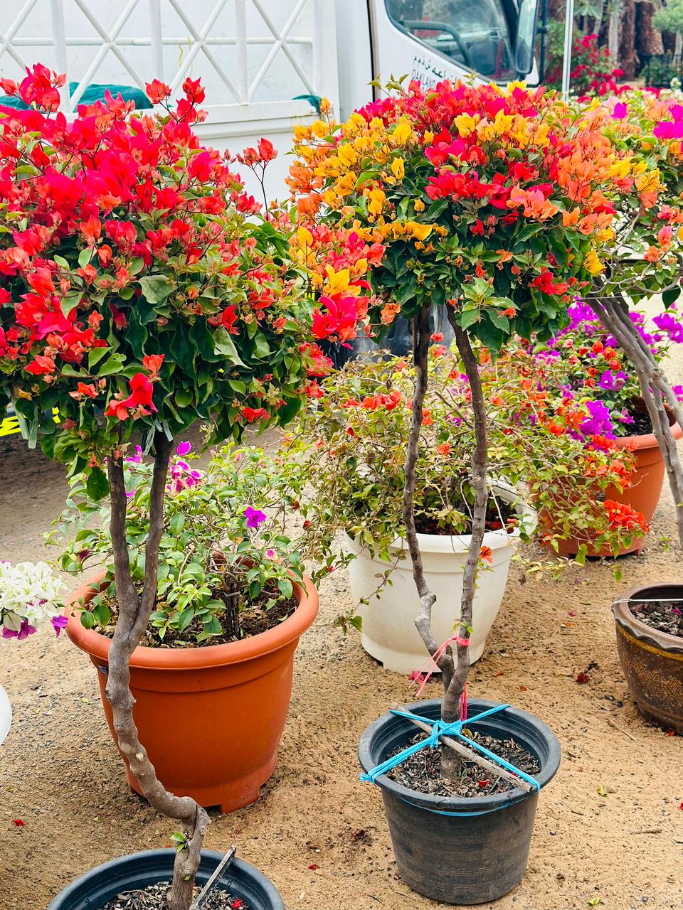 Bougainvillea - Nursery Pot