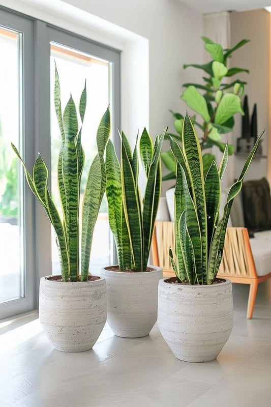 Snake Plant - Fiber Pot Each