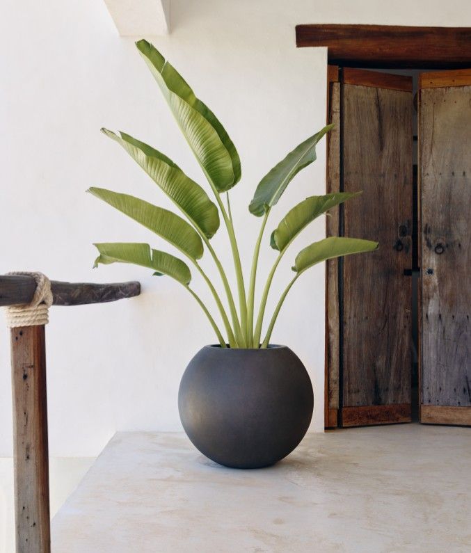 Travelers Palm - Fiber Round Pot