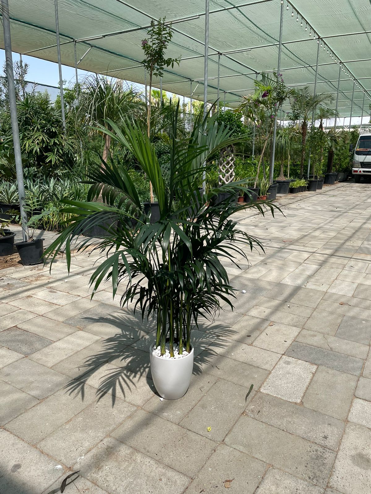 BIG OFFER! Howea Palm