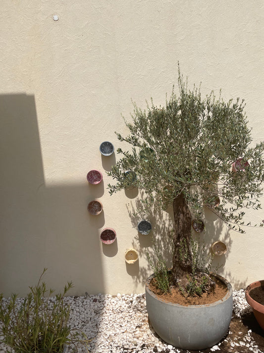 Giant Olive Tree - Fiber Pot