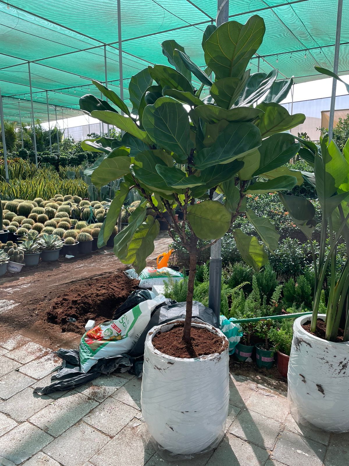 Fiddle Fig - Fiber Pot