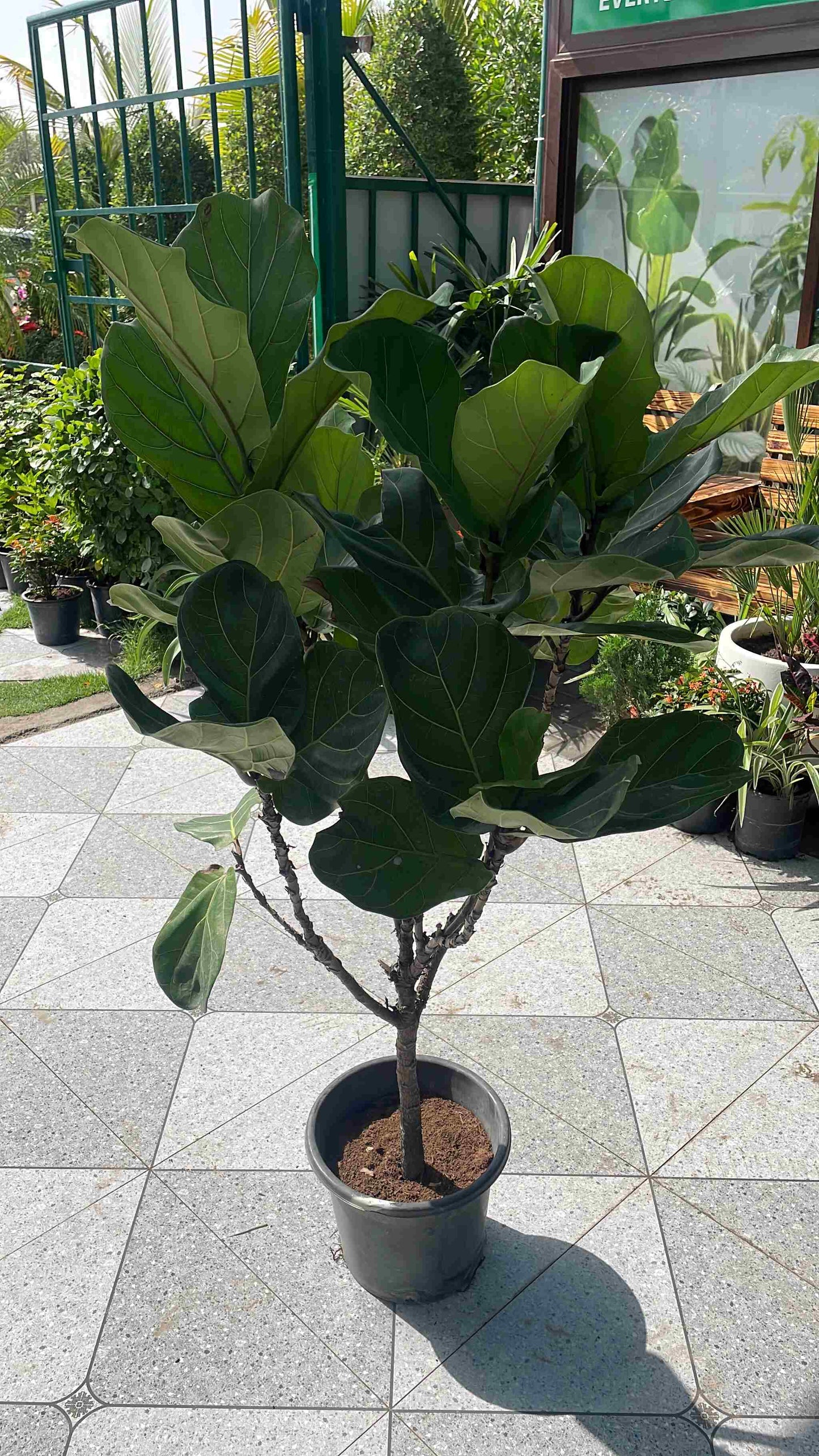 Fiddle Tree - Nursery Pot