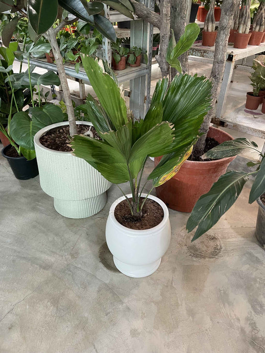 Fan palm in Ceramic