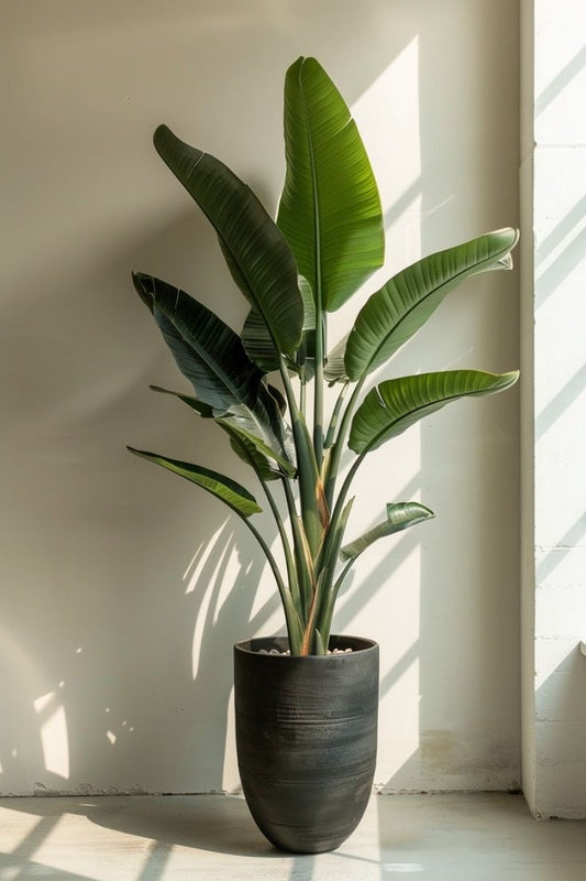 Bird Of Paradise - Fiber Pot