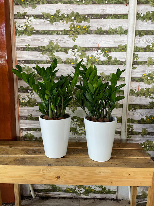 ZZ Plant Bundle - Ceramic Pots