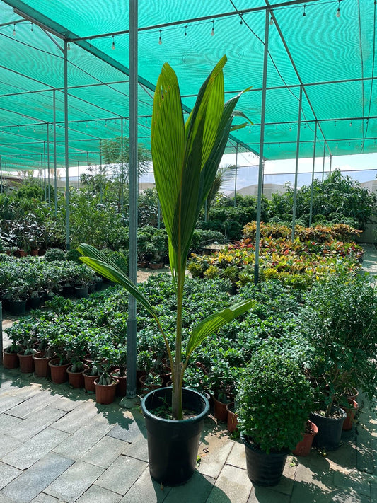 Tall Coconut Palm - Nursery Pot