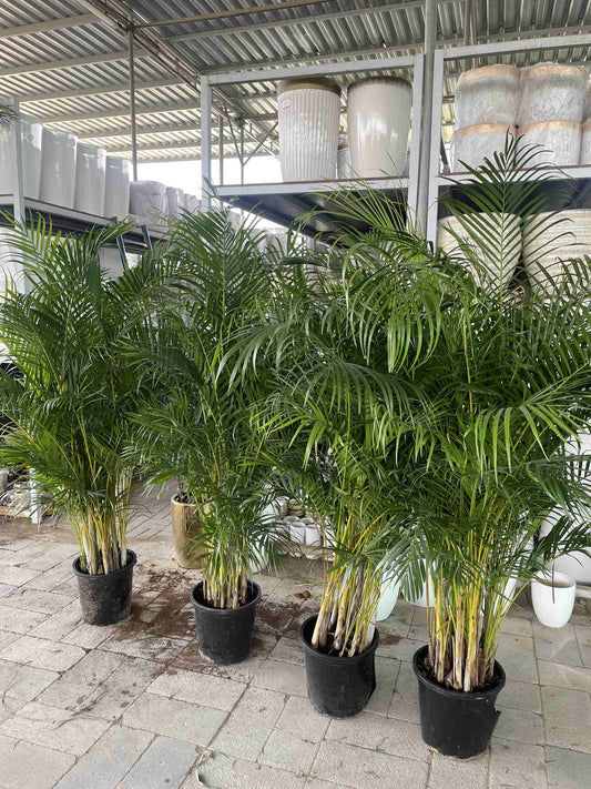 Giant Areca Palm PROMO - 1.8M - 2M