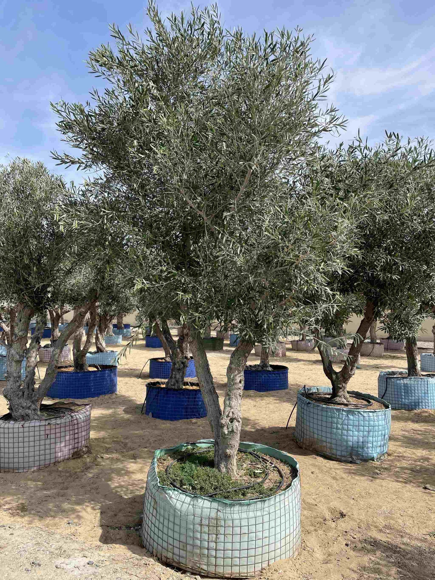 Giant Olive Tree