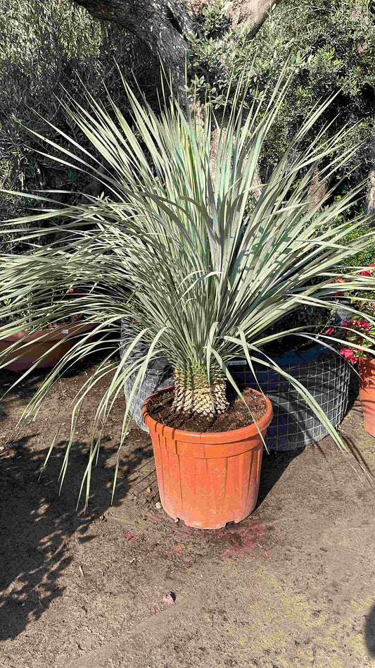 Giant yucca tree