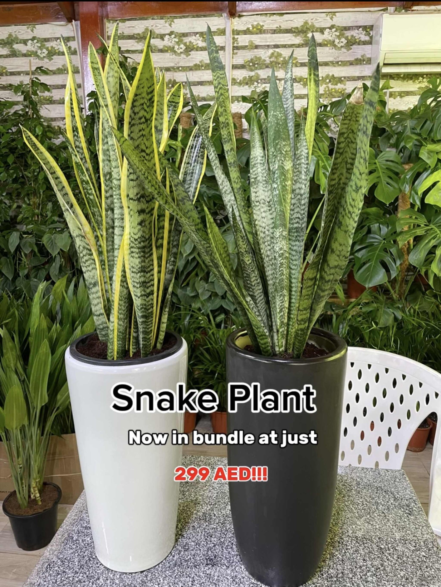 Sanseveria Plant Bundle Offer