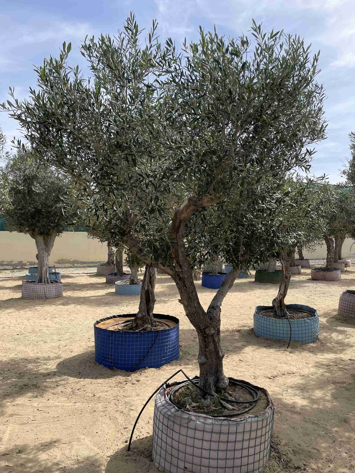 Giant Olive Tree