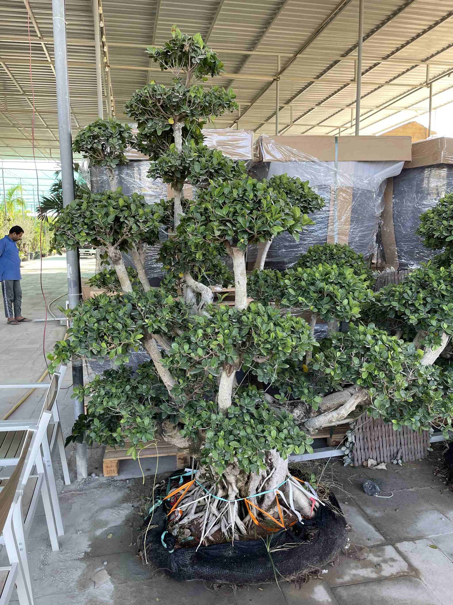 Giant Multi Head Ficus Bonsai