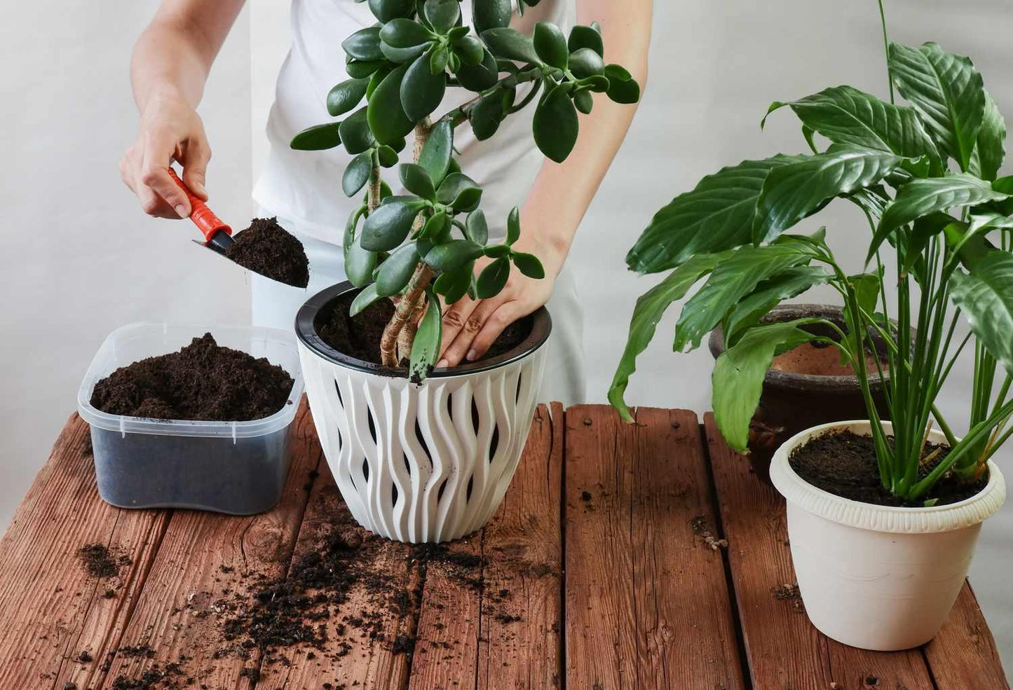 Repotting Service - Per Plant