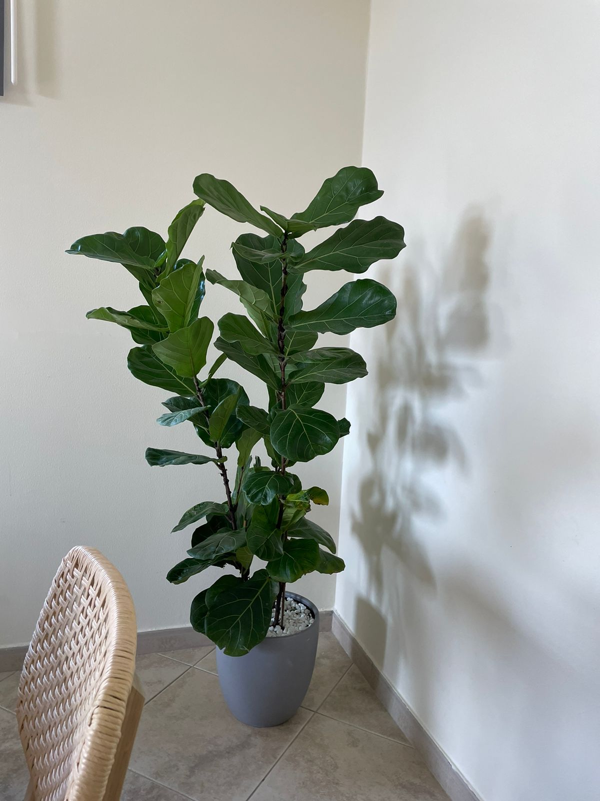 Fiddle Fig - 3 Stem