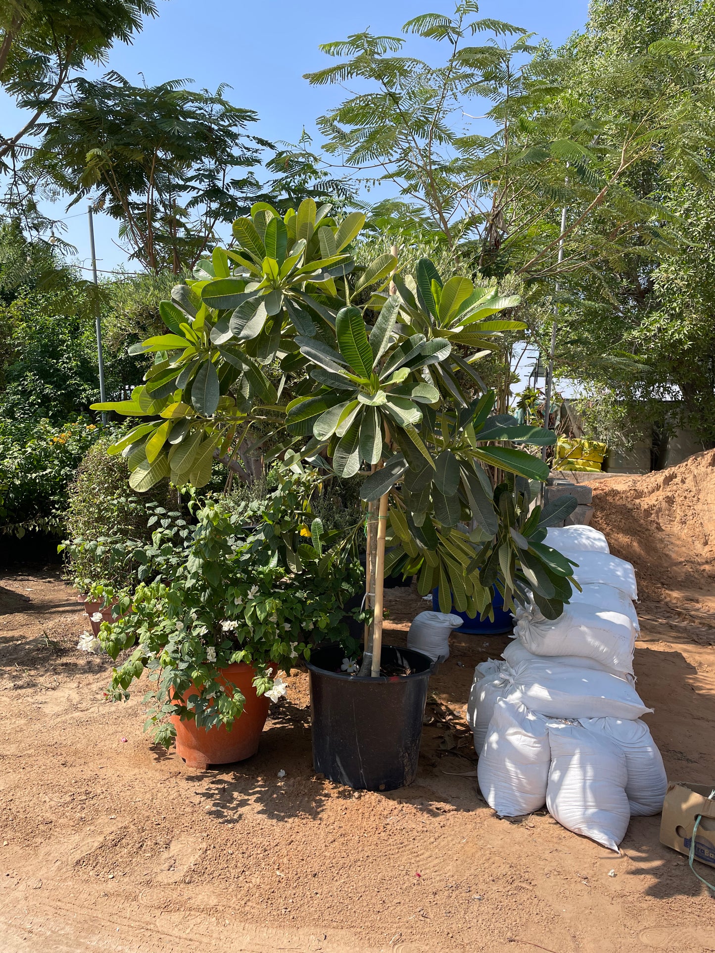 Plumeria - Nursery pot