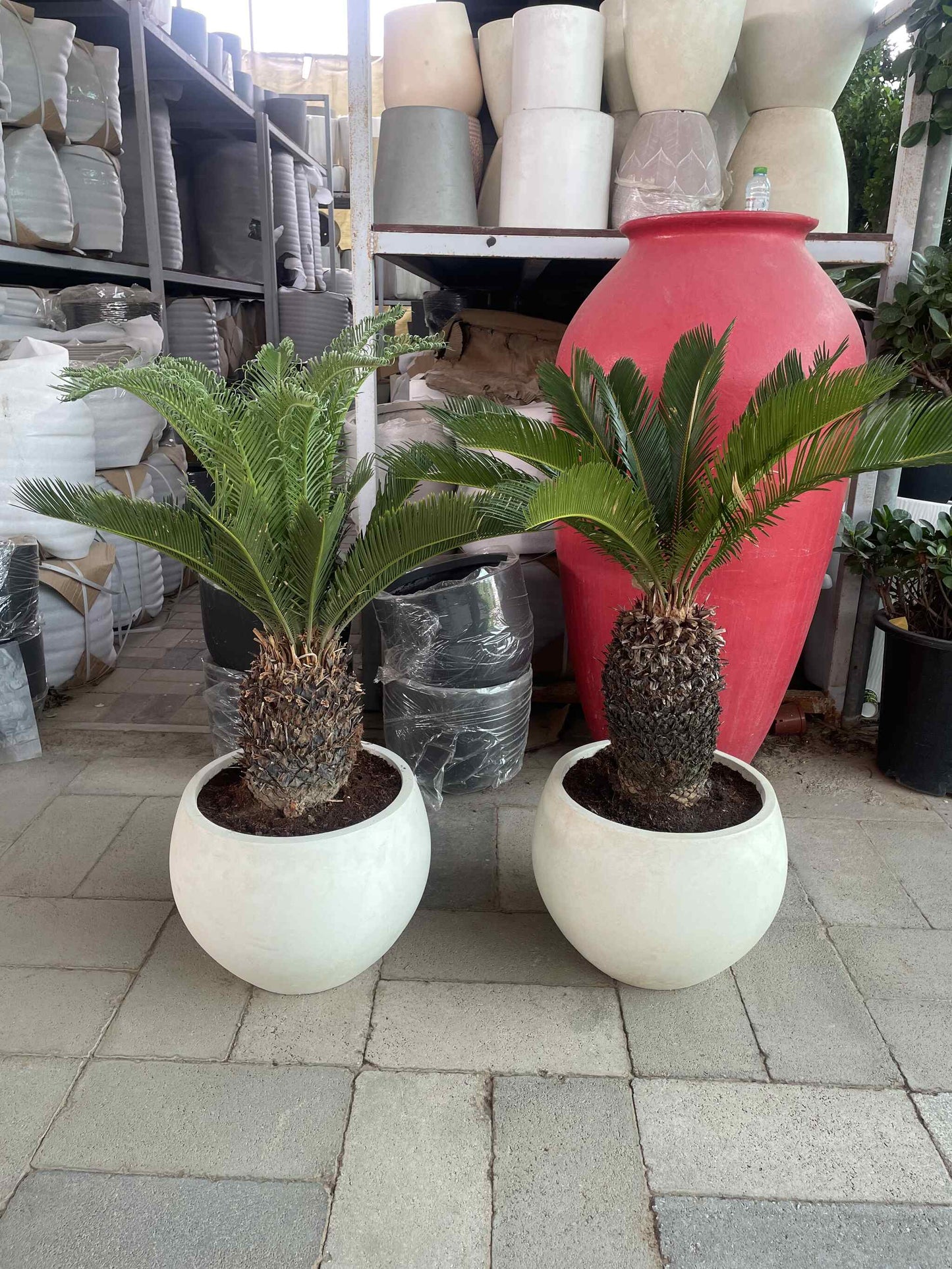 Sago Palm Each - Fiber Pot