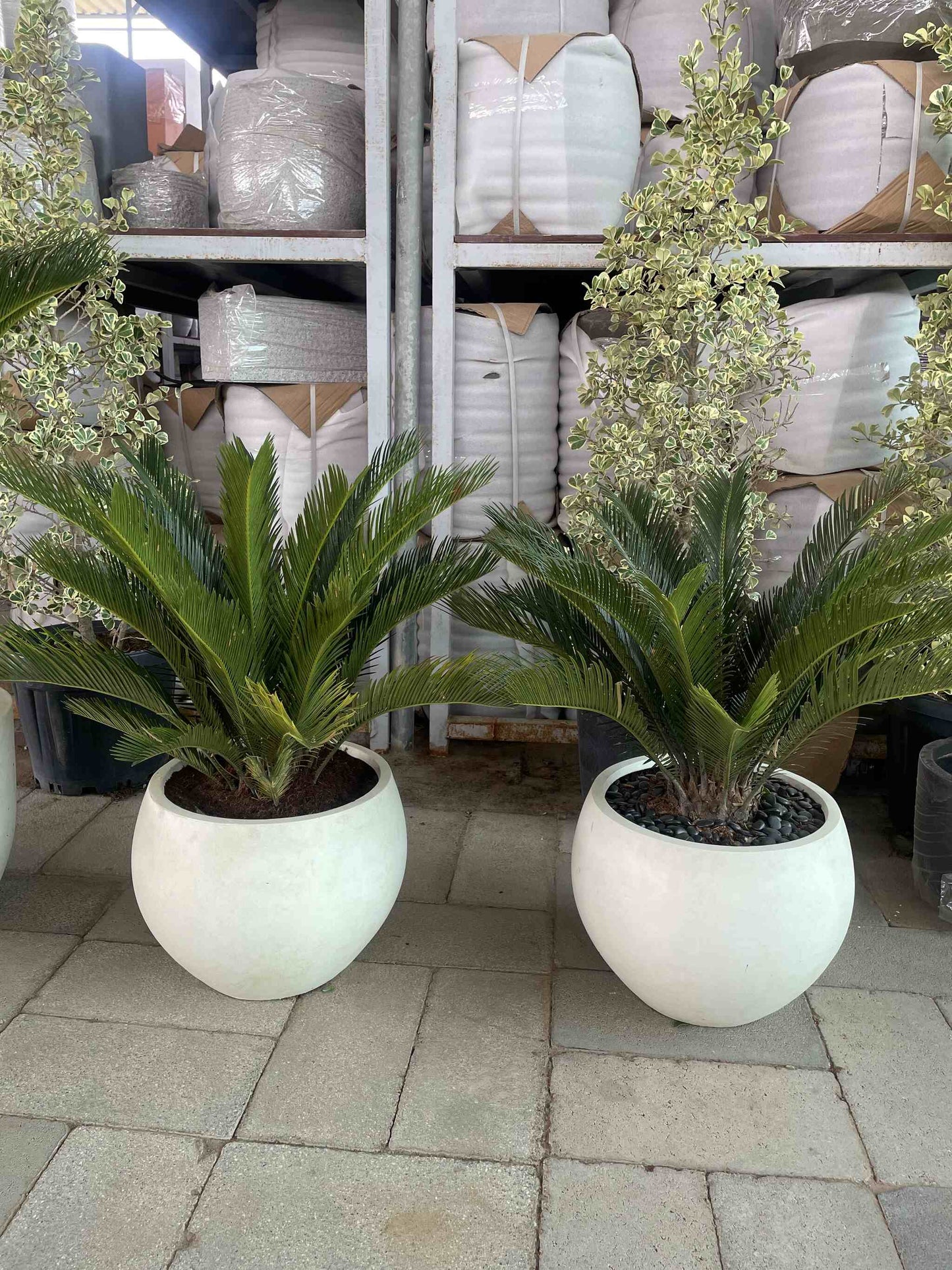 Sago Palm - Fiber Pot EACH