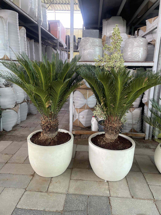 Sago Palm EACH - Fiber Pot