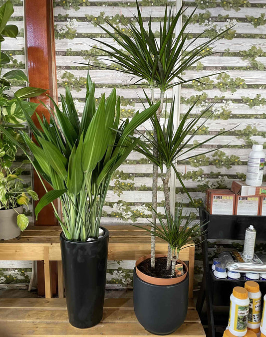 Aspiradas & Dracena ( Holland )