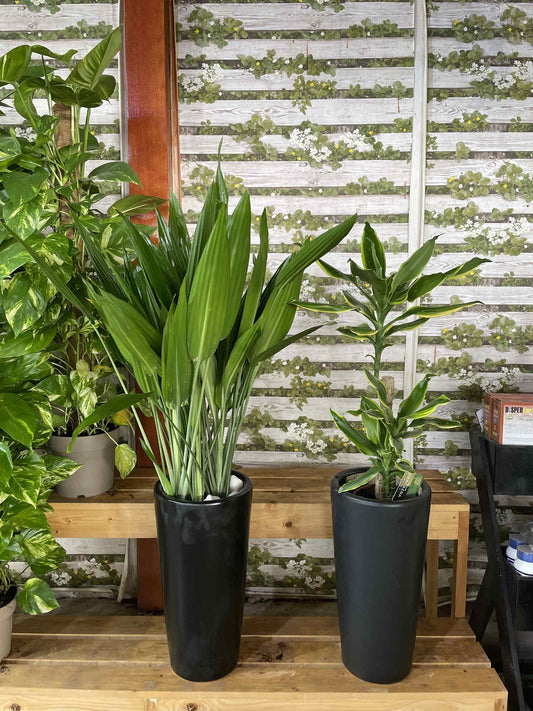 Aspiradas & Dracena 2 Head Combo ( Holland )