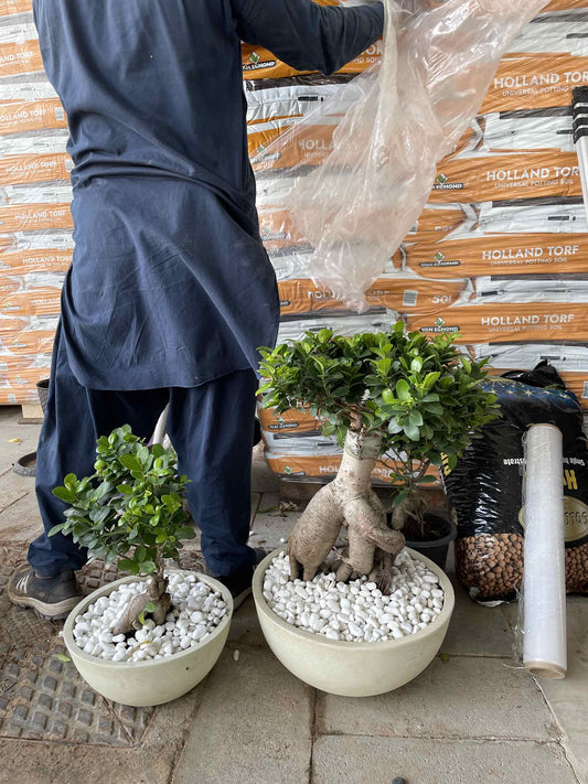 Bonsai Plant Bundle