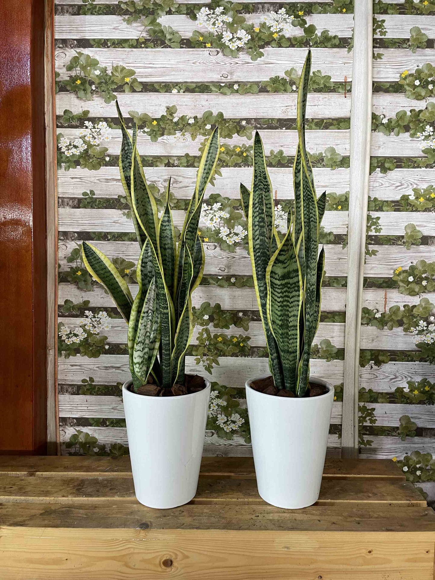 Snake Plant Bundle Ceramic Pot