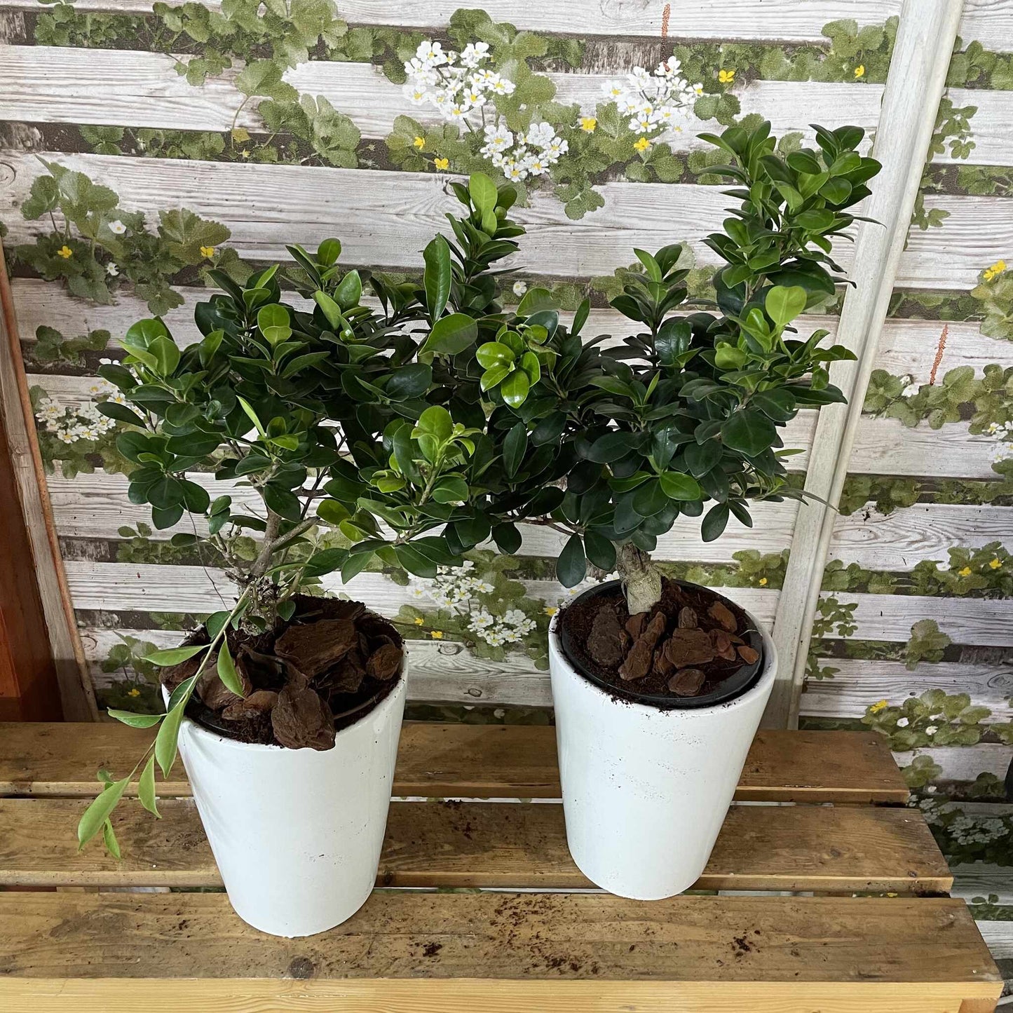 Bonsai Plant Bundle