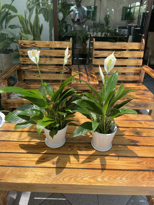 Peace Lily Table Top Bundle