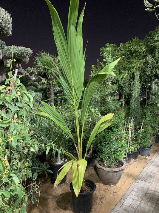 Giant Coconut Tree