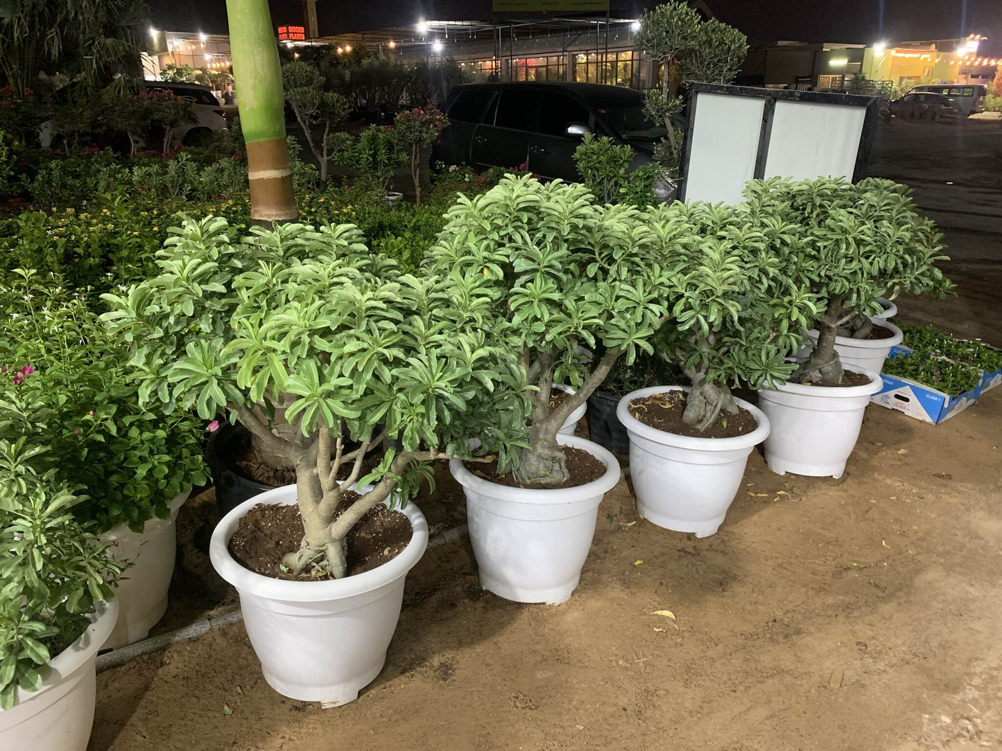 RARE Large potted Desert Rose EACH