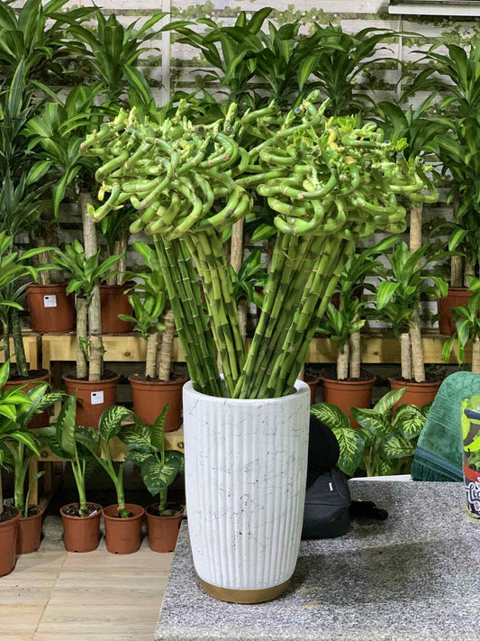 Lucky Bamboo - 50 Sticks / white&gold pot