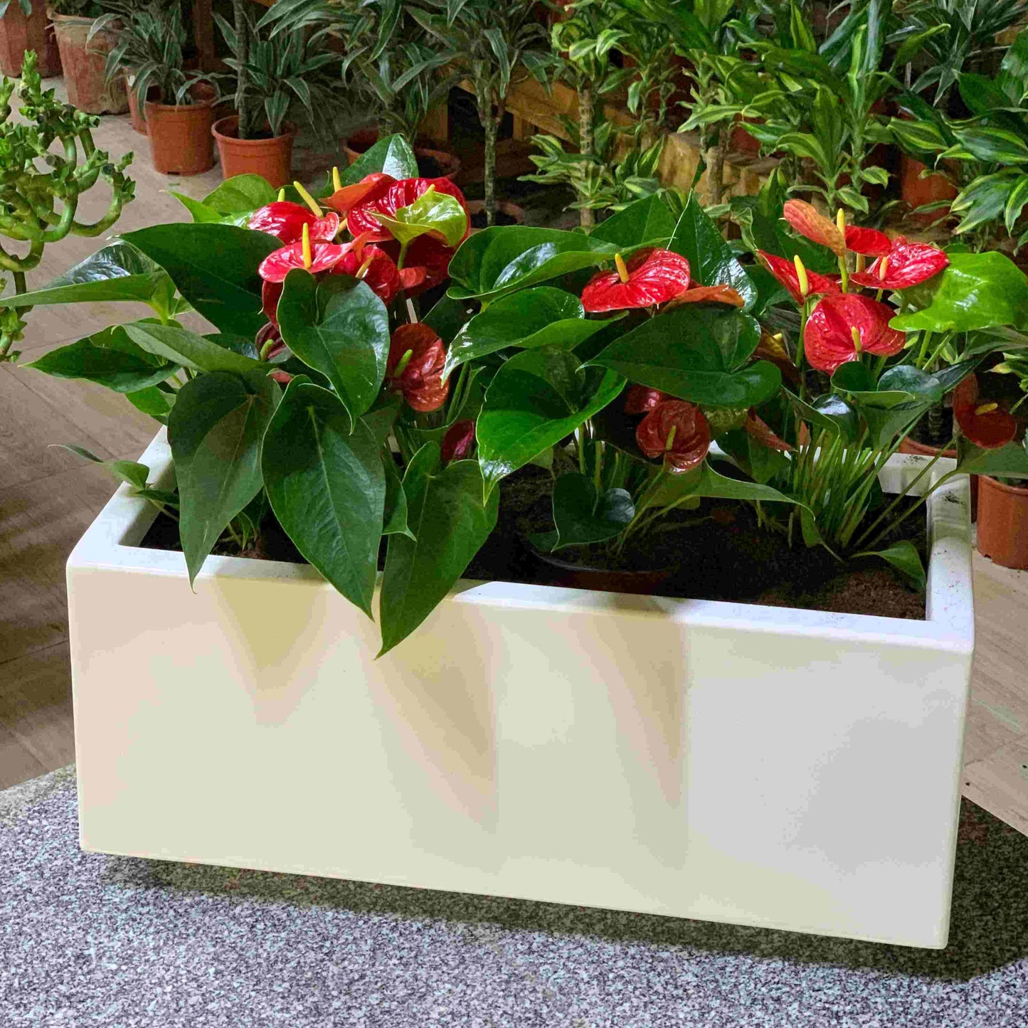 4 Anthurium in Rectangle Pot