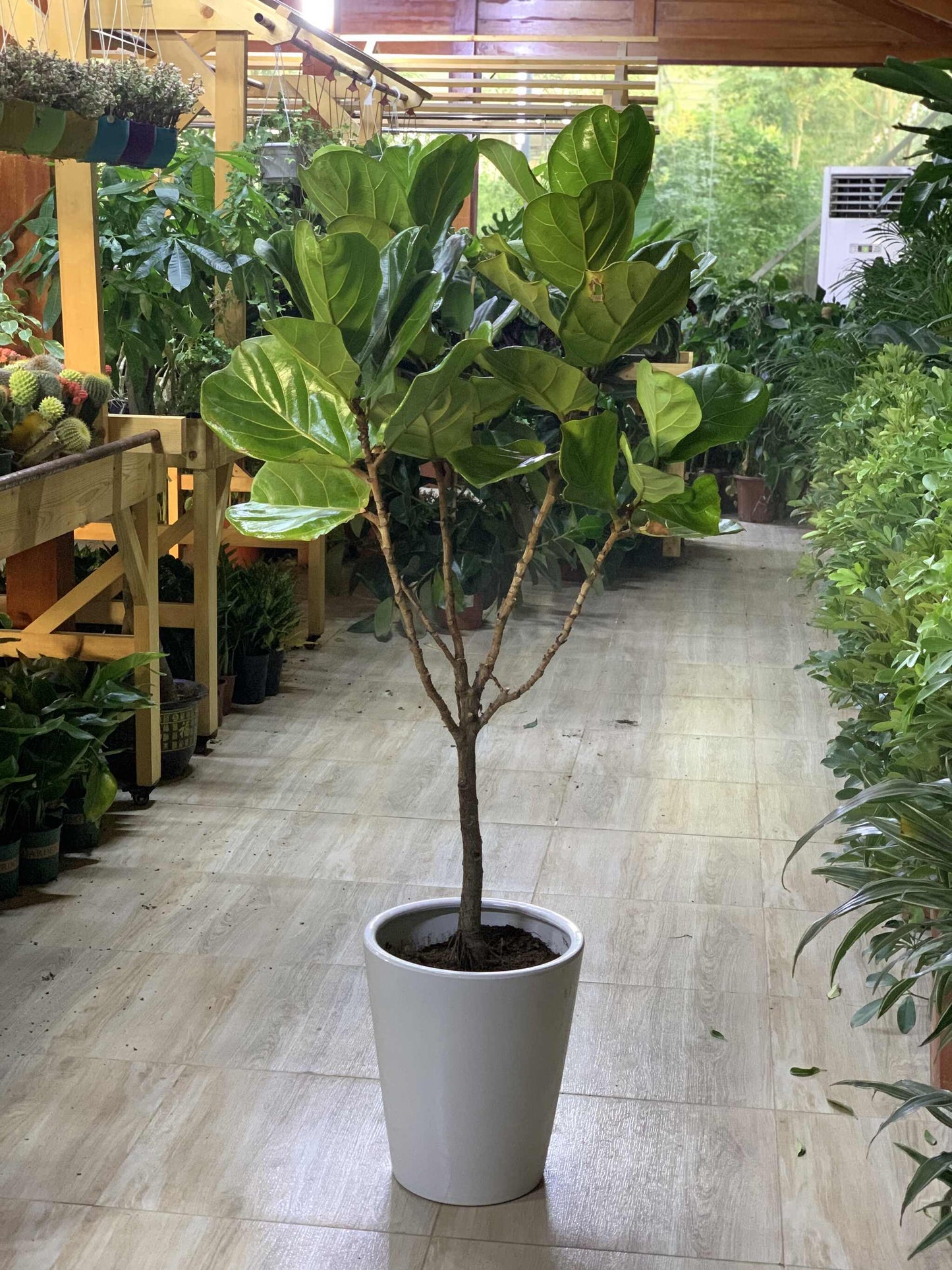 Large Fig/Fiddle Tree