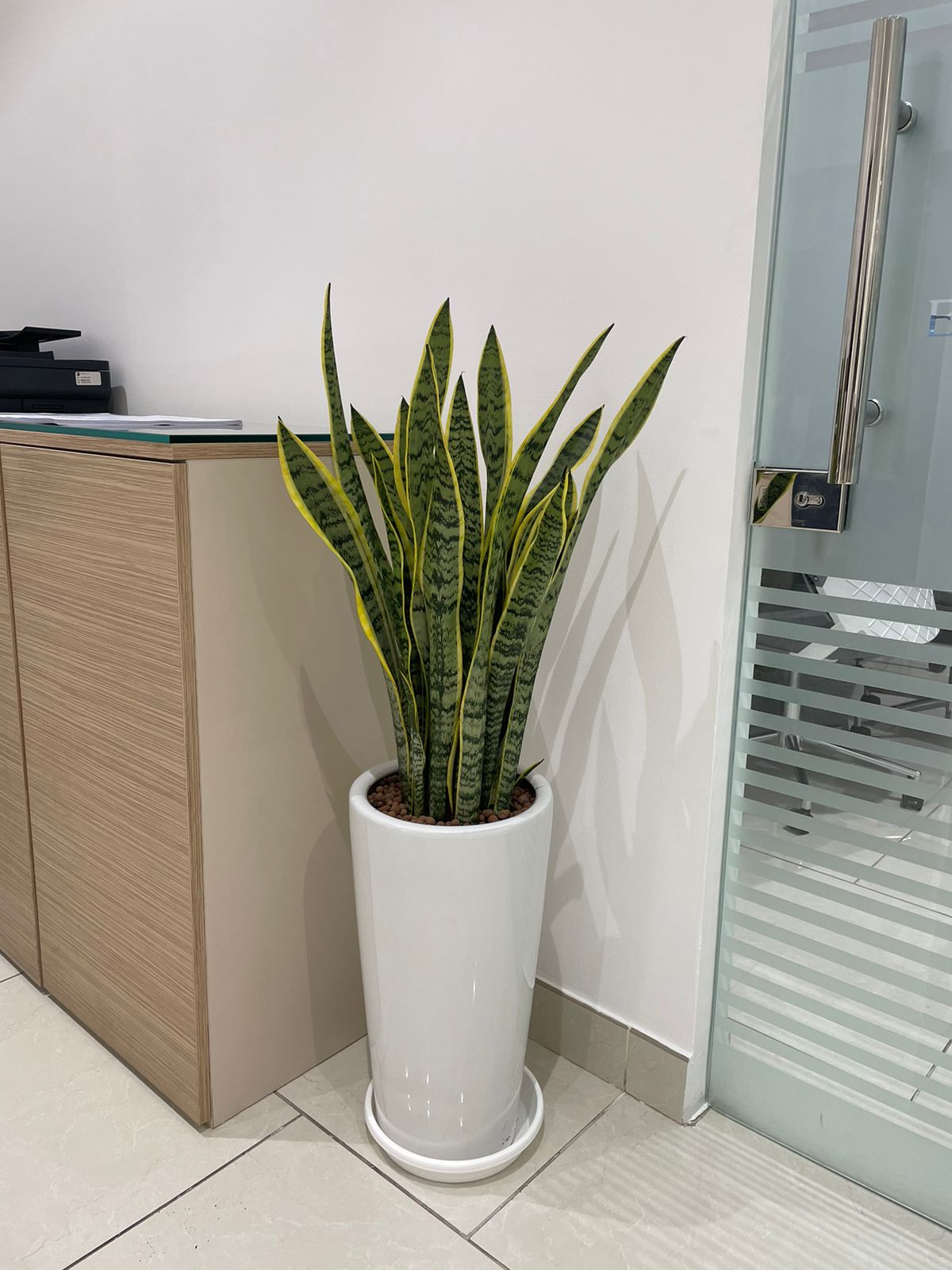 Snake Plant - Long Pot