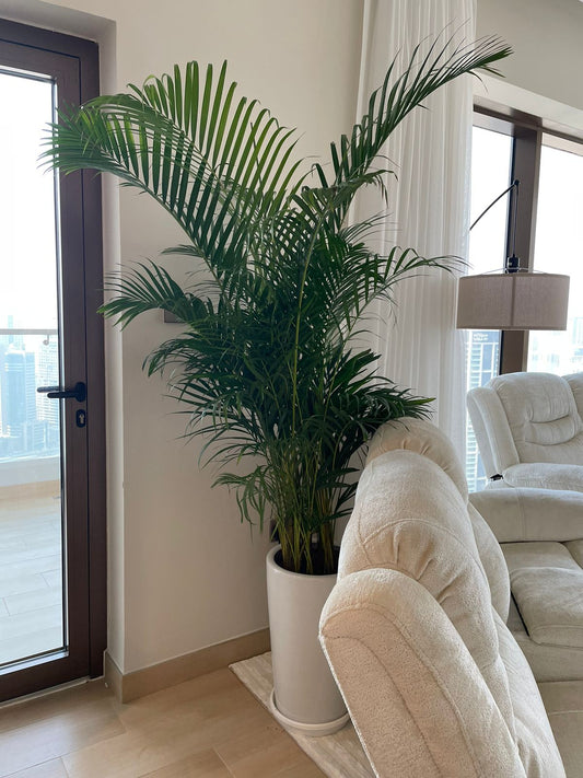 Big Areca Palm - Long Pot