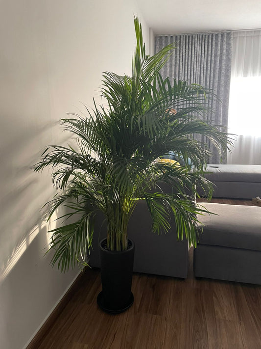 Areca Palm - Long pot