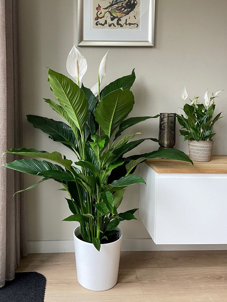 Peace Lily Plant - Promotion