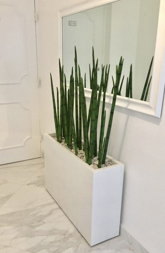 Snake Plant - Rectangle Pot