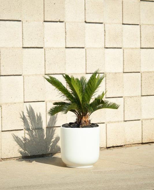 Sago Palm - White Pot