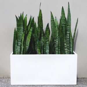 Snake Plants - Fiber Planter Arrangement