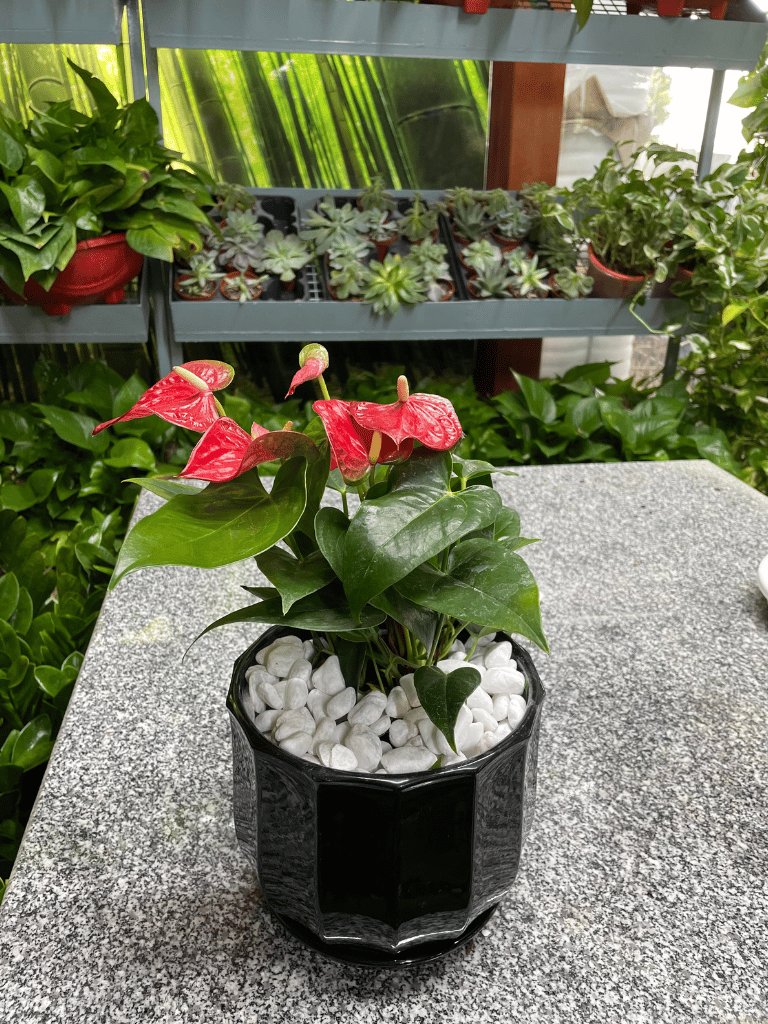 Anthurium Table Top