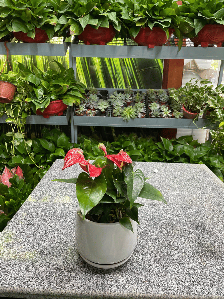 Anthurium Table Top