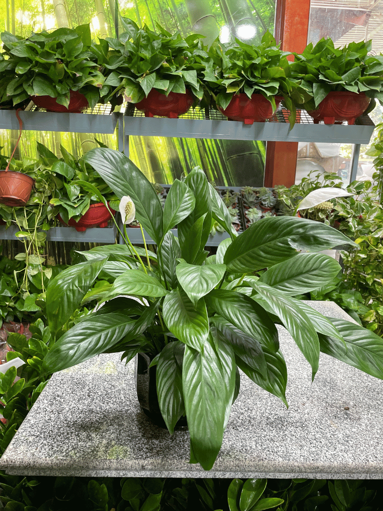 Peace Lily - With Pot